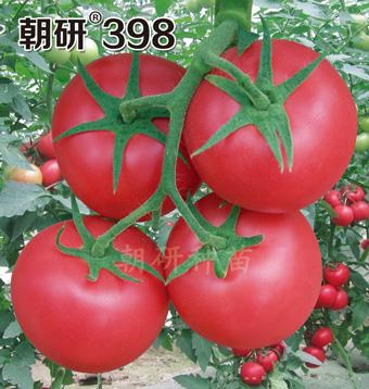 朝研398