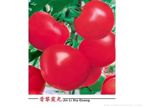 晋黎霞光