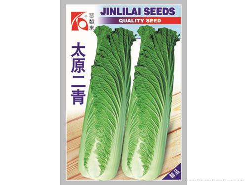 太原二青白菜