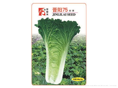 晋阳75白菜