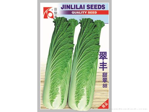 翠丰88白菜
