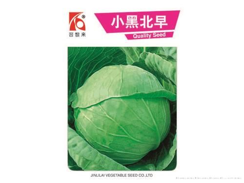 小黑北早甘蓝