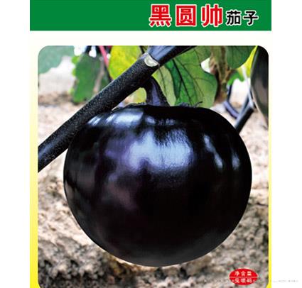 黑圆帅