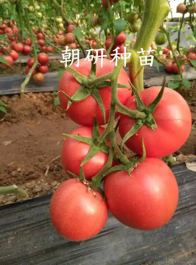 朝研欧旺