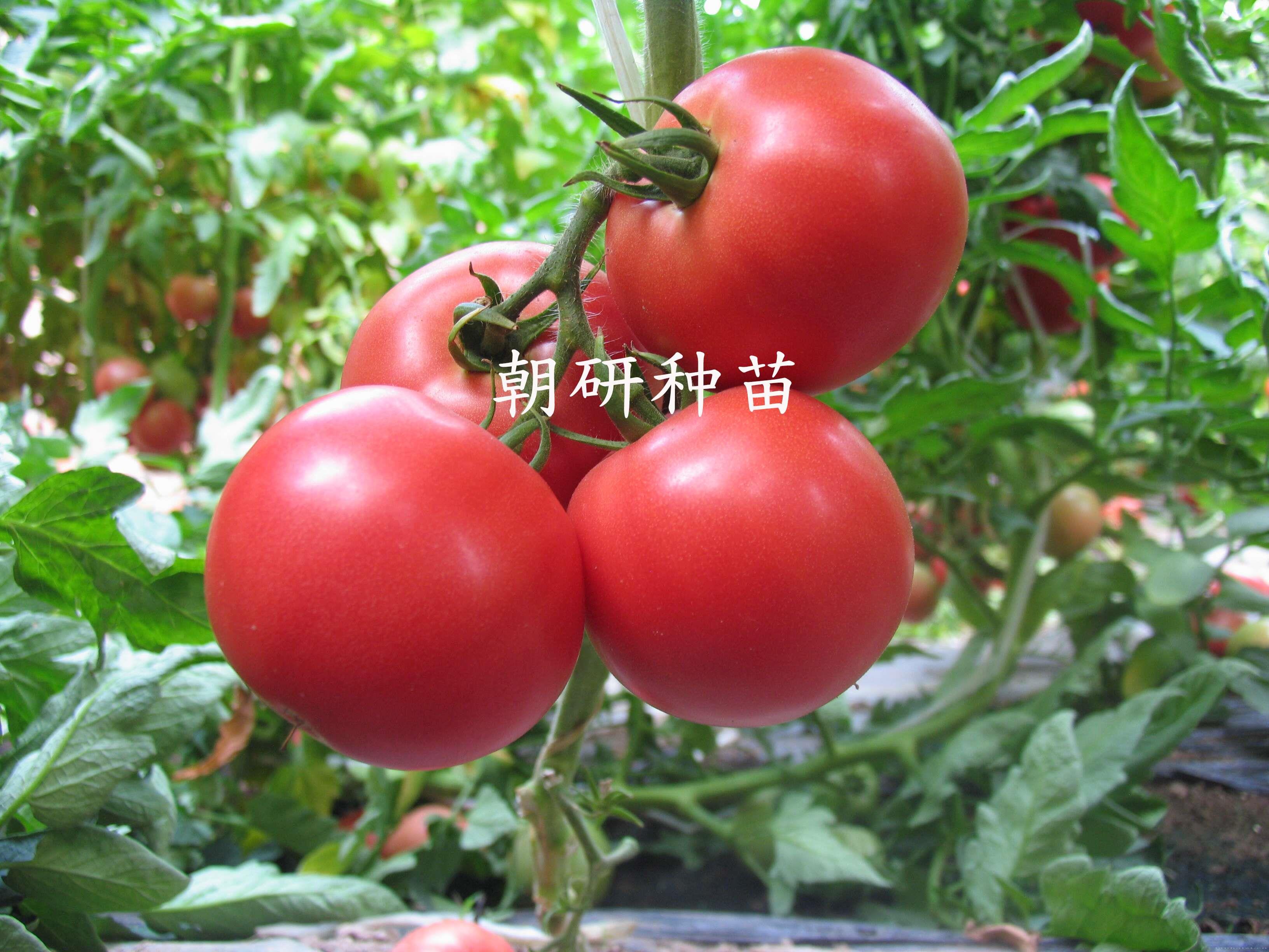 朝研C919-2