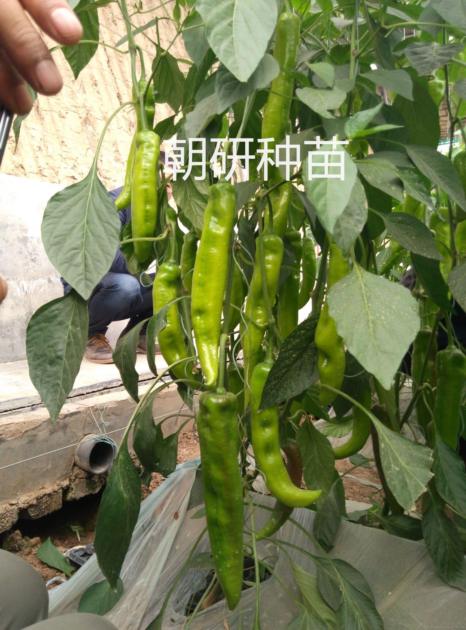 津福41