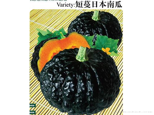短蔓日本南瓜