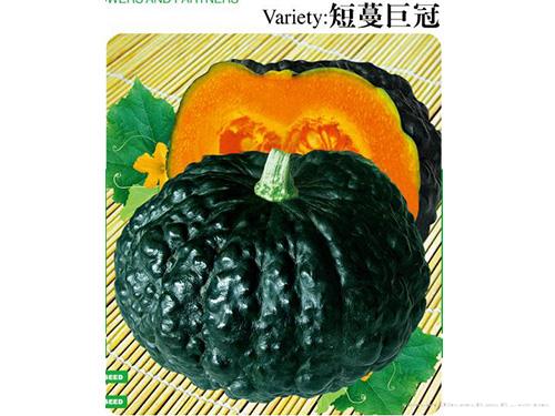 短蔓巨冠