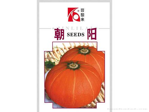 朝阳南瓜