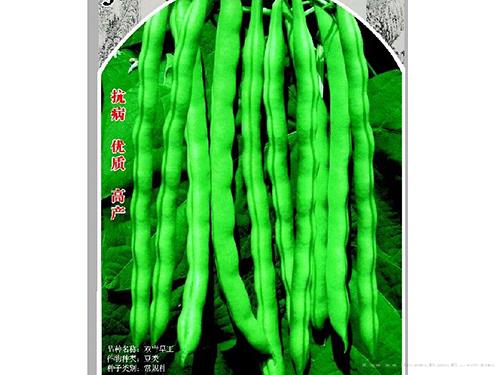 双青早玉