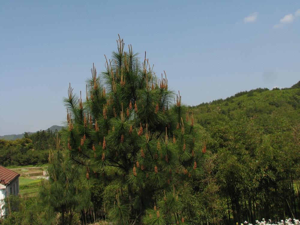 马尾松