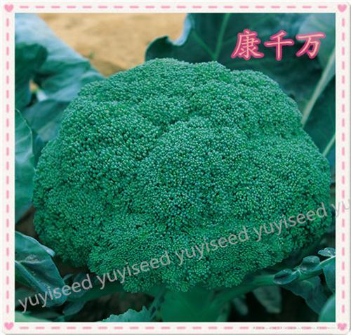    康千万西兰花