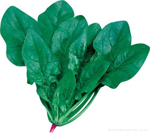 速生大叶菠菜