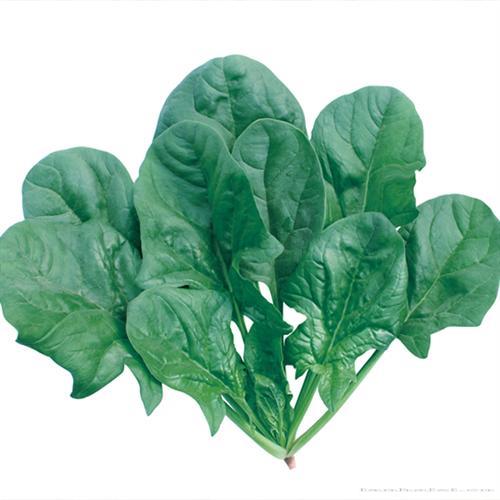     速绿特菠菜
