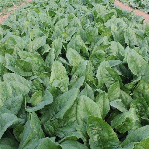     金富新一代菠菜