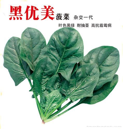     黑优美