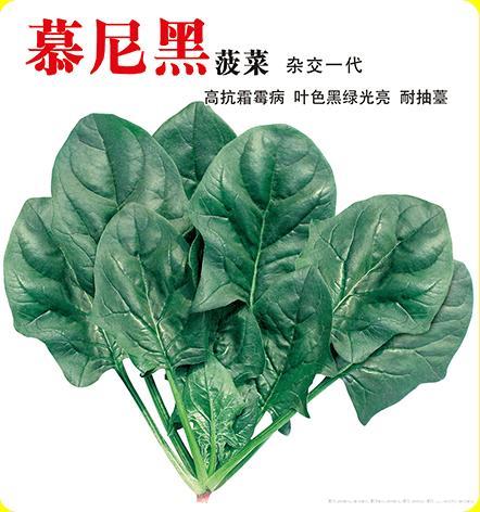     慕尼黑