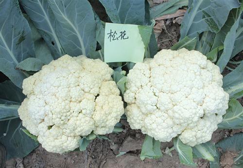     珍玉松花55