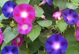 牵牛花