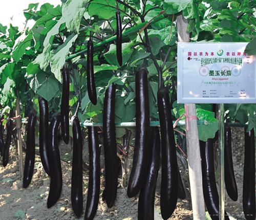     墨玉长茄