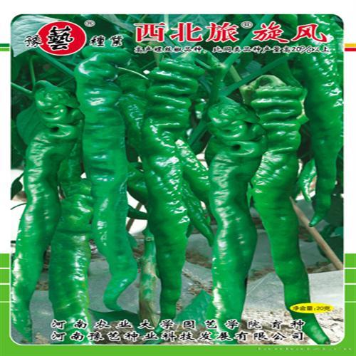     西北旅旋风螺丝椒