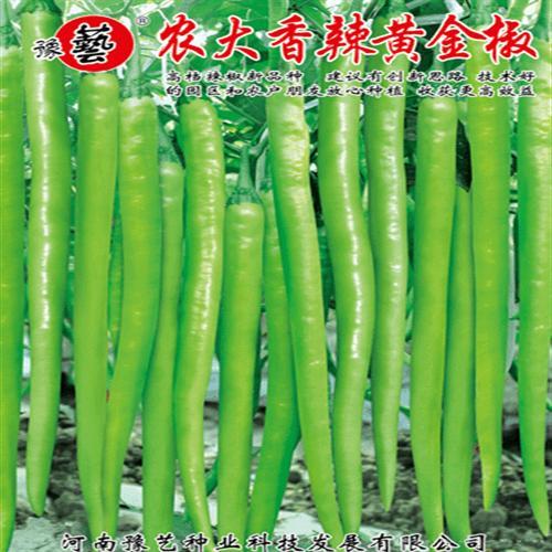 农大香辣黄金椒
