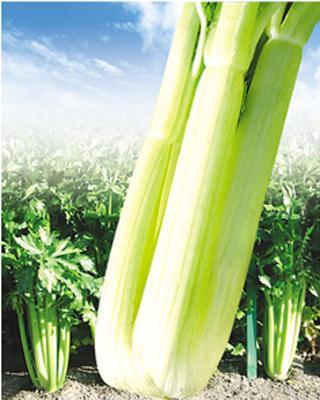 新生代西芹