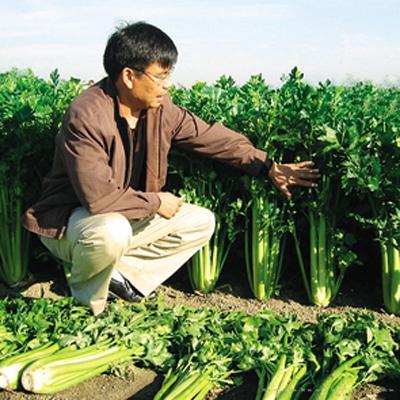     西芹3号