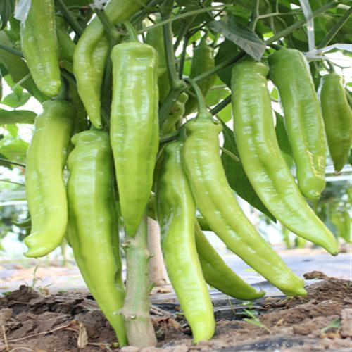     新金富8号