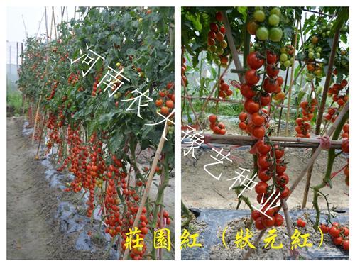 庄园红（状元红）