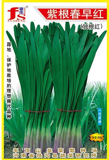紫根春早红