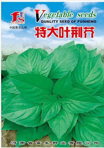 特大叶荆芥