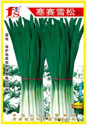 寒赛雪松