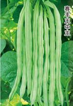 赛丰王中王