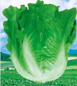 意大利耐热生菜
