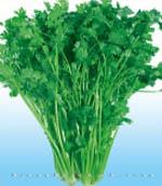 四季耐抽苔香菜