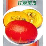 红丽南瓜——南瓜种子