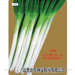 五叶齐大葱——大葱种子