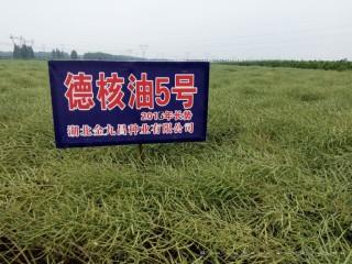 德核油5号