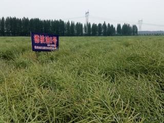 德核油5号
