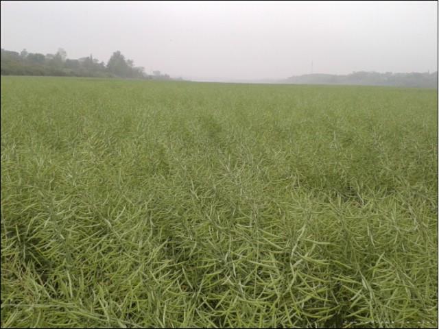 油菜