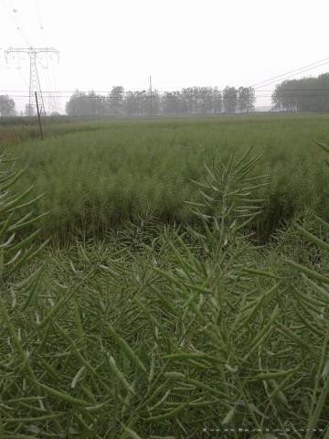 2014年油菜长势