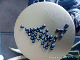 油菜籽