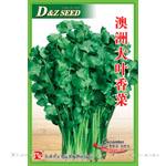 澳洲大叶香菜——香菜种子