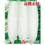 春棚大根——萝卜种子
