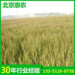 供应优质高产新国审小麦品种农大5181（原种）