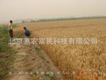 原种小麦种子高产抗病小麦种子 厂家直销 高发芽率农作物京冬8号