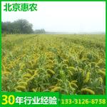 适宜高寒地区早熟抗旱杂交谷小米种子黄金谷606