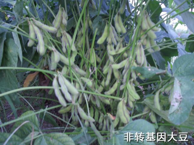 豆种8号