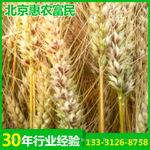 专利保护黑小麦品种有机富硒香味小麦原种农大876